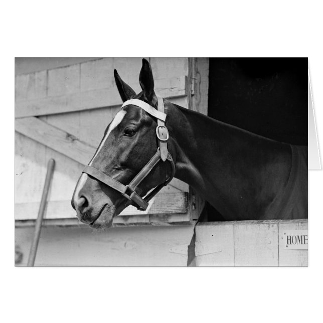 Häst Hälsningskort (Framsidan Horizontal)