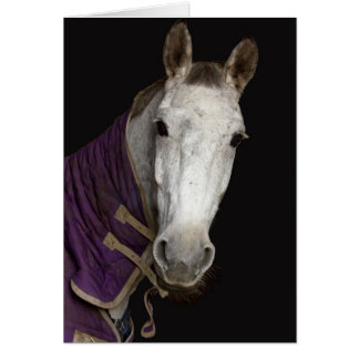 Häst Hälsningskort