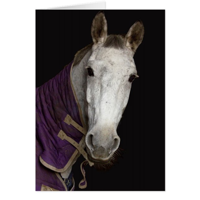 Häst Hälsningskort (Framsidan)