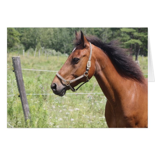 Häst Hälsningskort (Framsidan Horizontal)