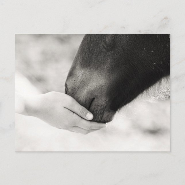 Häst Horse Vykort (Framsida)