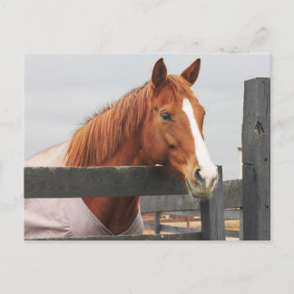 Häst i en vall vid stängselhörnet vykort