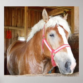 Häst i grupp 1 poster