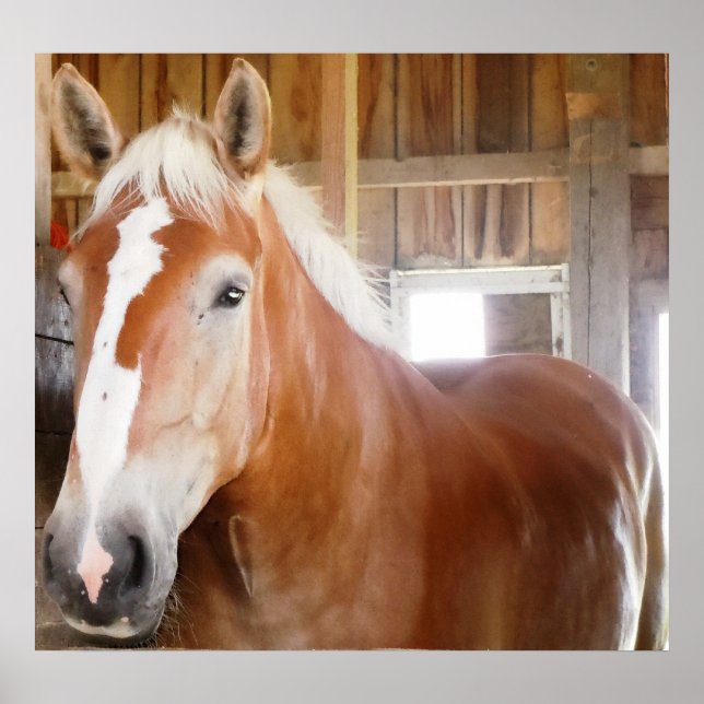 Häst i grupp 2 poster (Framsidan)