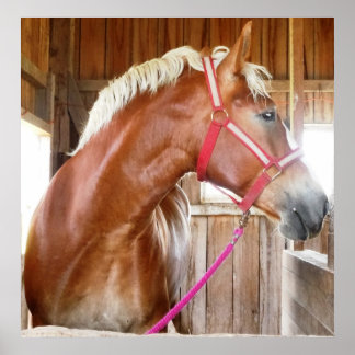 Häst i grupp 3 poster