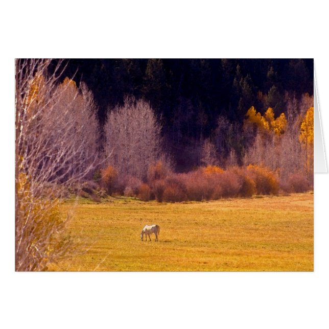 Häst i höst I Hälsningskort (Framsidan Horizontal)