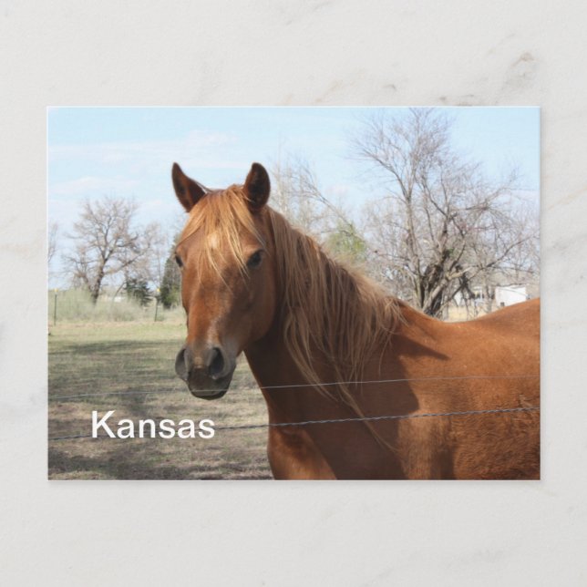 Häst i Kansas vykort (Framsida)