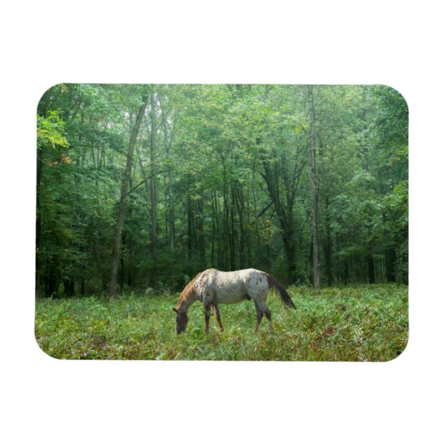 Häst i Meadow Magnet (Horisontell)