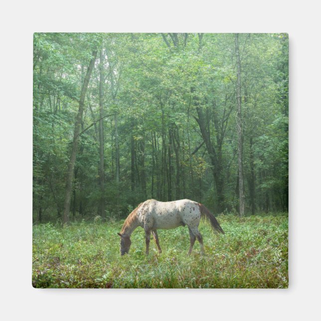 Häst i Meadow Magnet (Framsidan)