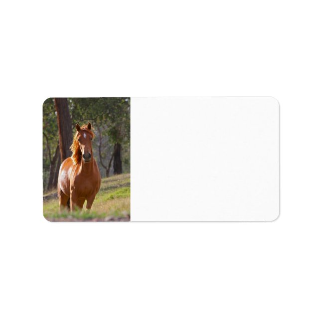 Häst i Skogen Adressetikett (Framsidan)