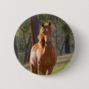 Häst i skogen knapp