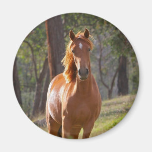 Häst i skogen magnet