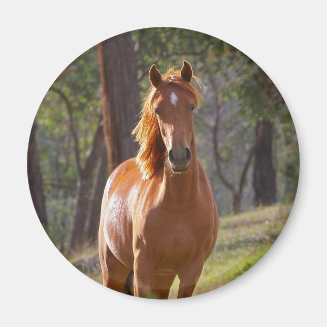 Häst i Skogen Magnet (Framsidan)