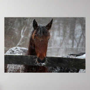 Häst i snö poster