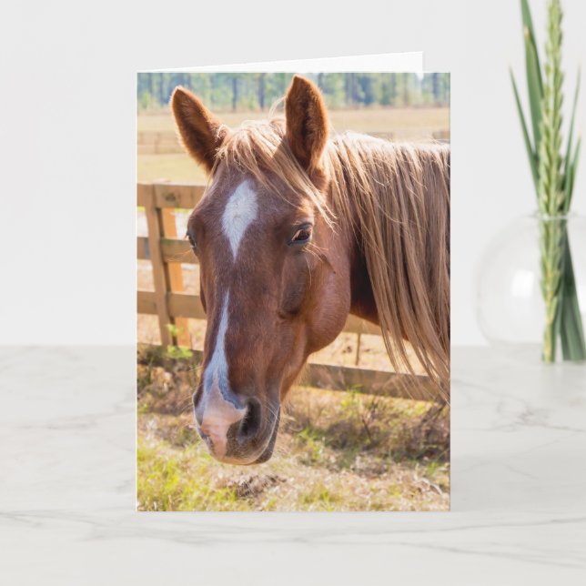 Häst i solljus, fotografi, tom insida kort (Framsida)