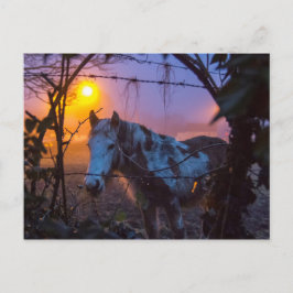 Häst i Sunset Irish Fog Vykort