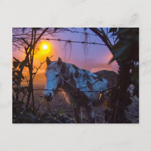 Häst i Sunset Irish Fog Vykort (Framsida)