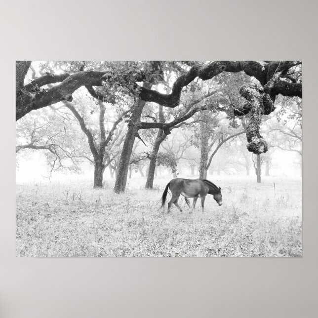 Häst i växt Fält i oaks Poster (Framsidan)