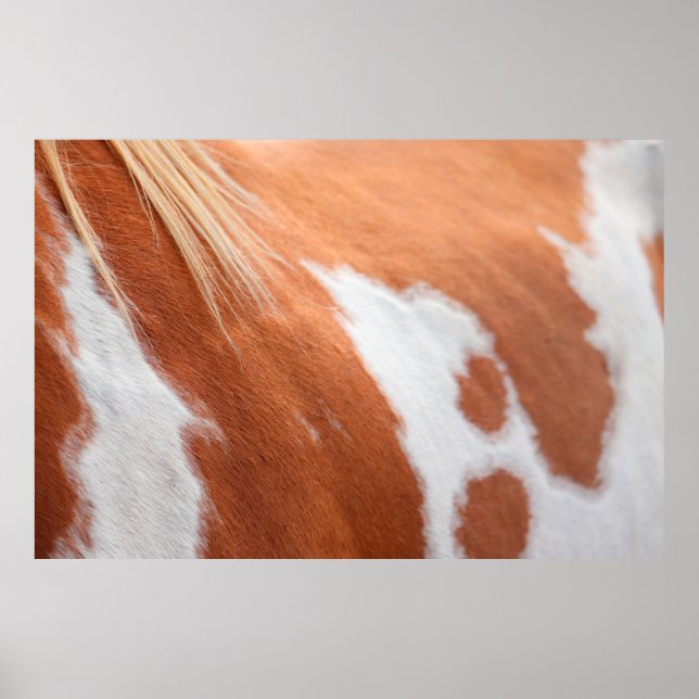 Häst jackar hästdjur av hästdjur poster (Framsidan)