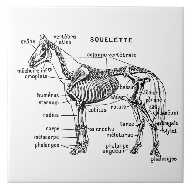 Häst Kakelplatta (Framsidan)