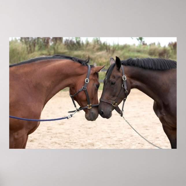 Häst kärlek poster (Framsidan)