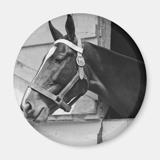 Häst Magnet (Framsidan)