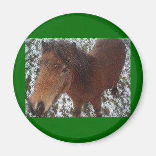 HÄST MAGNET