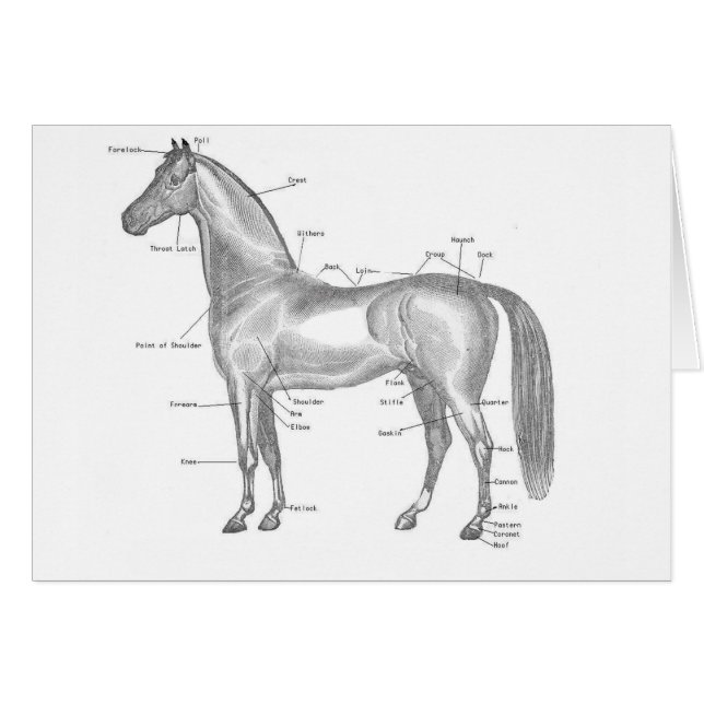 Häst märkt hälsningskort (Framsidan Horizontal)