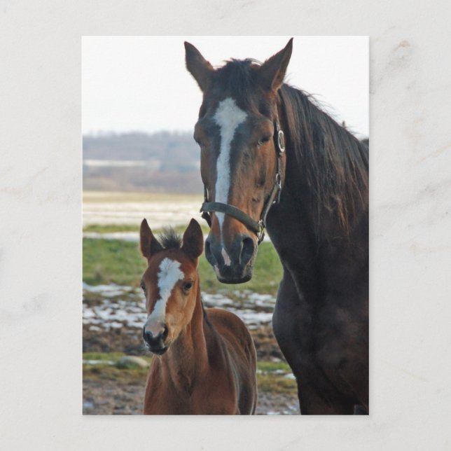 Häst med förseglat vykort (Framsida)