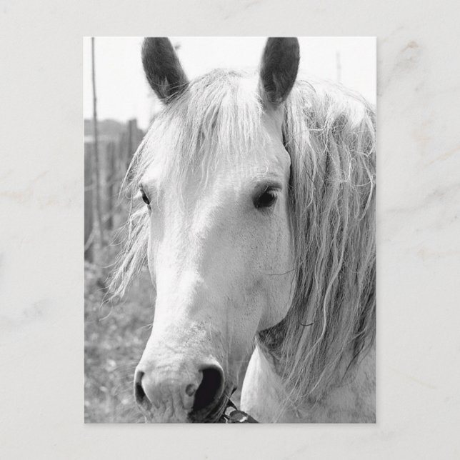 Häst med gräs vykort (Framsida)