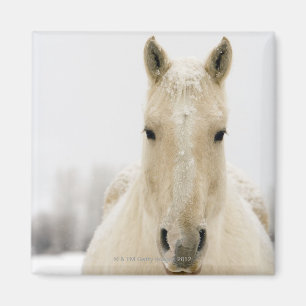 Häst med snö på huvudet magnet