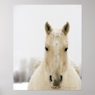 Häst med snö på huvudet poster