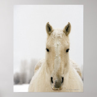Häst med snö på huvudet poster