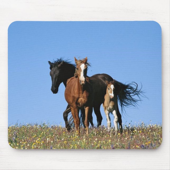 häst musmatta (Framsidan)