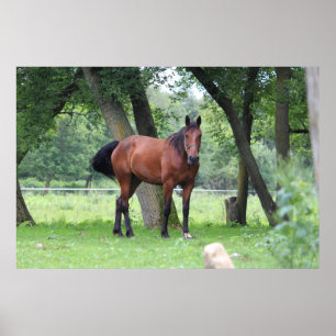Häst naturligtvis - 0037 poster