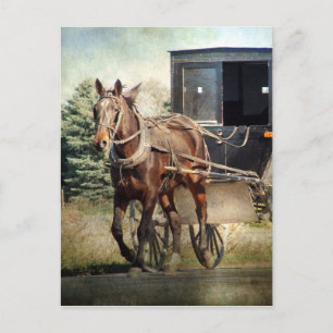 Häst och buggy på Rural Iowa Vykort