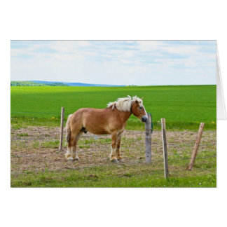 Häst och Fält Hälsningskort