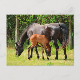 Häst och föl vykort