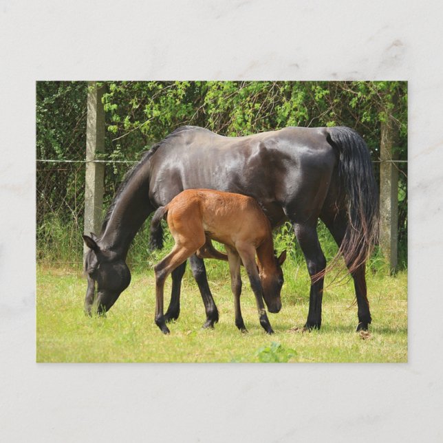 Häst och föl vykort (Framsida)