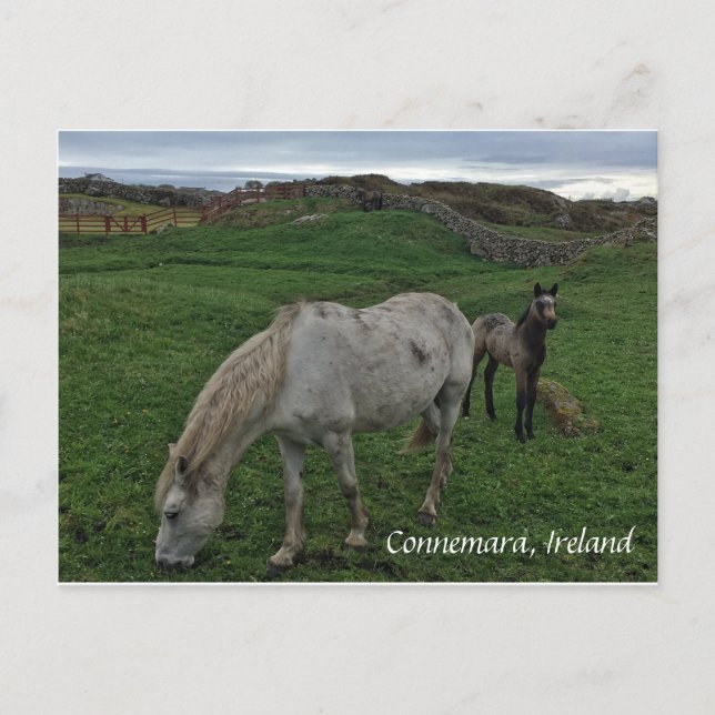 Häst och föl, vykort för Irland (Framsida)