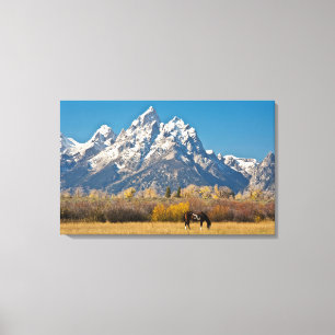 Häst och Grand Tetons, Moose Head Ranch Canvastryck