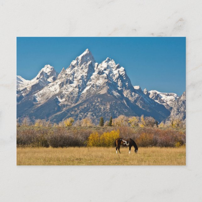Häst och Grand Tetons, Moose Head Ranch Vykort (Framsida)