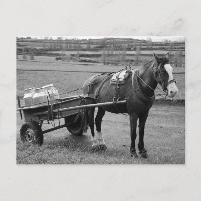 Häst och konst vykort (Framsida)