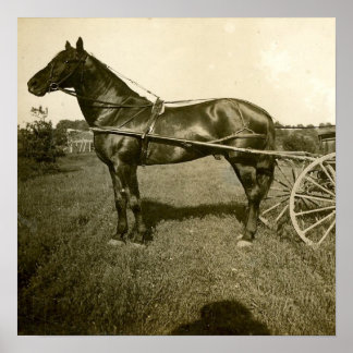 Häst och skugga poster