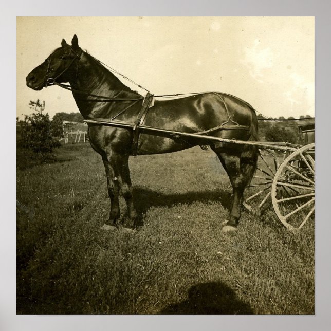 Häst och skugga poster (Framsidan)