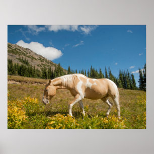 Häst på gräs i en alpängsskugga under sommaren poster