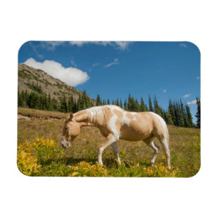 Häst på gräs på en alpin äng sommar magnet
