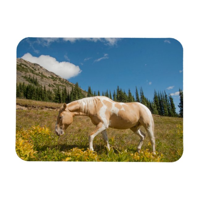 Häst på gräs på en alpin äng sommar magnet (Horisontell)