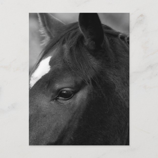 Häst pccnm vykort (Framsida)