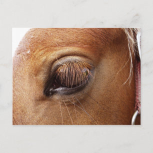 Häst/Pony Öga Close Up - Horse Photography Vykort